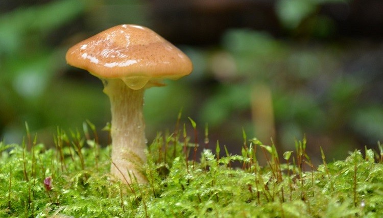 生長的蘑菇