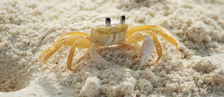 沙地上的螃蟹